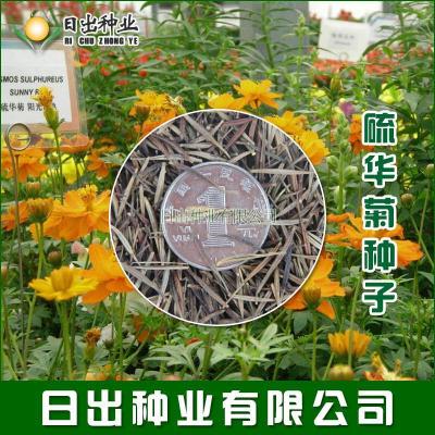 北园湖 硫华菊种子花波斯菊硫菊芙蓉花卉草花盆栽阳台易种易活播