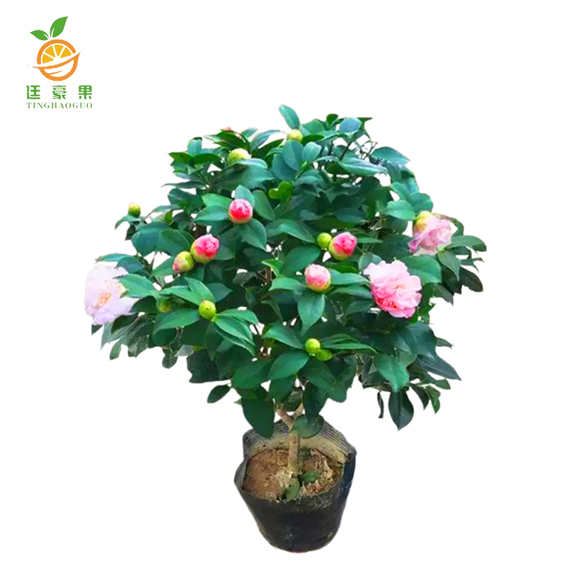 廷豪果 茶花树 1-1.2m 根