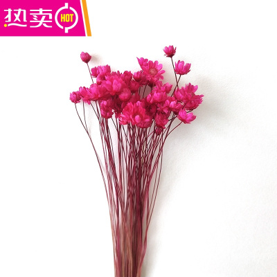 菊花花艺价格_菊花花艺最新报价_菊花花艺多少钱-苏宁易购 菊花花艺价格_菊花花艺最新报价_菊花花艺多少钱-苏宁易购