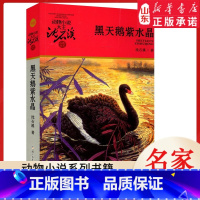黑天鹅紫水晶 [正版]升级版动物小说大王沈石溪·品藏书系-黑天鹅紫水晶
