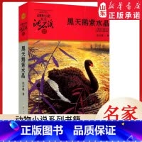 黑天鹅紫水晶 [正版]升级版动物小说大王沈石溪·品藏书系-黑天鹅紫水晶