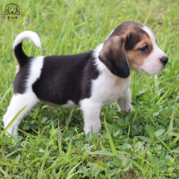 麦比佳宠物比格犬幼犬宠物狗比格犬狗狗活体纯种双血统短毛猎兔犬比格鲁中小型高智商家庭犬比格打猎狗视频挑选包健康