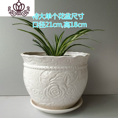 白牡丹多肉植价格 白牡丹多肉植最新报价 白牡丹多肉植多少钱 苏宁易购