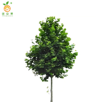 廷豪果 法桐树 胸径5-6cm /根