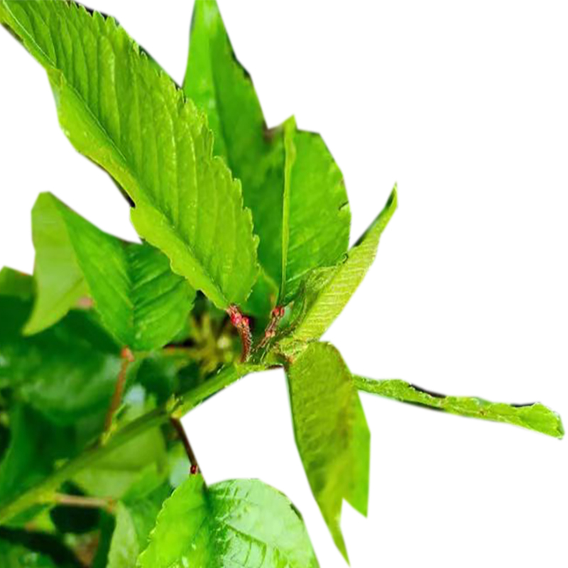 海铁科技樱桃树1.5-2米高/棵