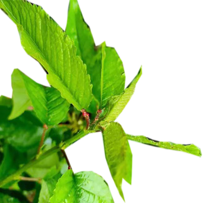 海铁科技樱桃树1.5-2米高/棵