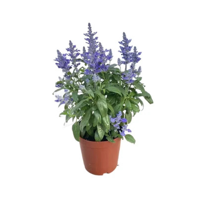 诚智旺 鼠尾草 杯苗/棵