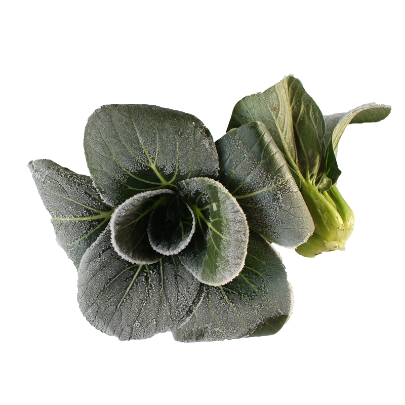 5kg 露天霜冻苏州青 新鲜蔬菜