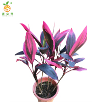 廷豪果 精品红铁 70cm /盆