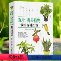 [正版]观叶观果植物栽培百科图鉴 观赏植物养花图解园艺图鉴大全花语与花图鉴184种常见四季花卉手册园艺栽培书籍