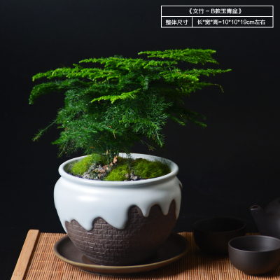 文竹盆栽植物家居室内四季常青昌蒲金钱菖蒲盆景花卉摆件-文竹-B款玉青盆