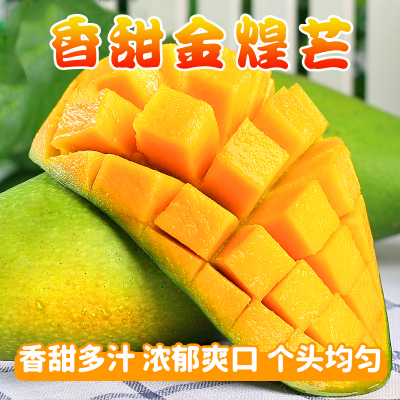 [熊猫鸟]新鲜金煌芒果 净重2.5斤 单果600g+