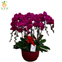 廷豪果 蝴蝶兰盆栽 5株 /盆