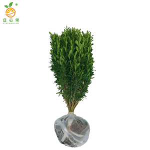 廷豪果 小叶黄杨树苗 高50-60cm 100棵/捆