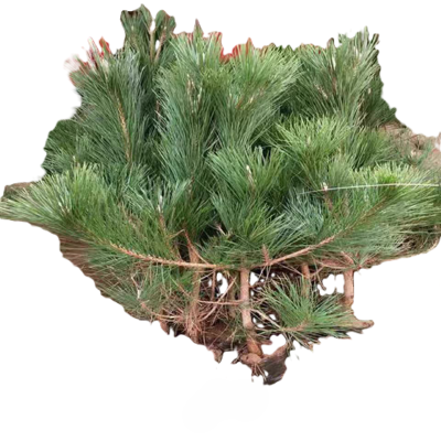 诚智旺 松树 高1m 棵