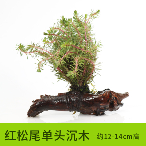 鱼缸造景水族箱装饰水金鱼藻沉木水淡水懒人水植物