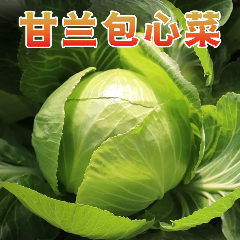 [西沛生鲜]新鲜包菜 净重4.5斤 农家自种甘蓝菜圆白菜当季蔬菜卷心包心菜