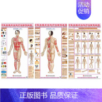 [正版]中医拔罐手法与疗法标准挂图(正反背)(一套三张)家庭保健人体穴位中医养生医学挂图