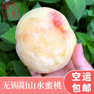 [空运发货]江苏正宗无锡水蜜桃阳山镇单果5-6两 8只装 可撕皮滴水软桃 新鲜水果桃子 老蔡桃庄现采现摘现发 冷链