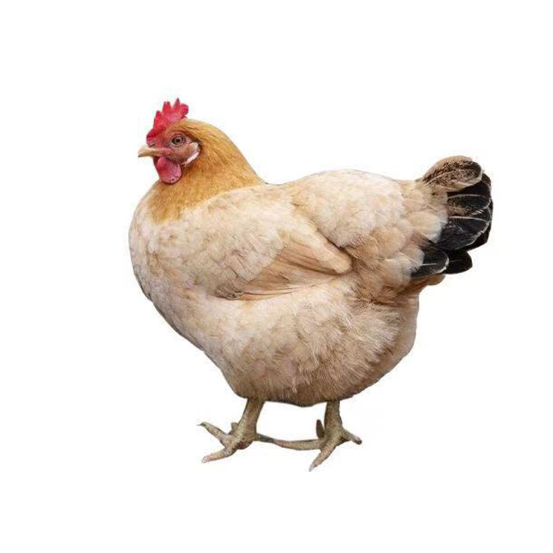 [2年老母鸡]正宗2年土鸡农家散养老母鸡草鸡整鸡柴鸡鸡肉整只 一只装