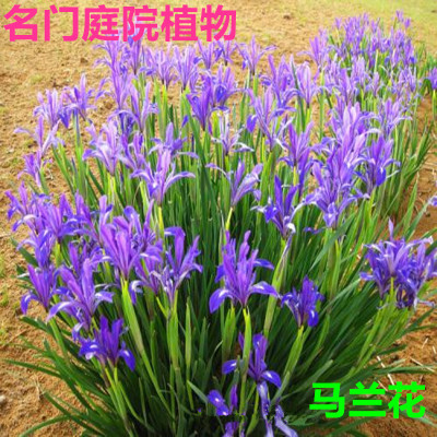 马蔺花苗马莲、马兰花苗、马韭水生植物旱菖蒲苗耐盐碱植物5000芽不含盆