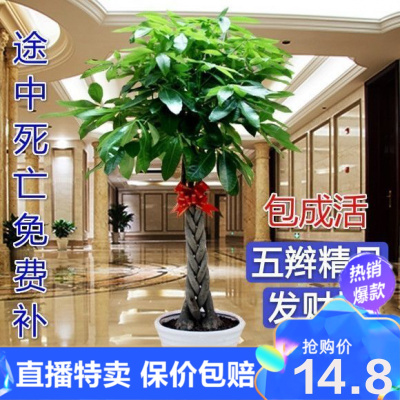 工厂特卖-发财树室内外花卉盆景植物盆栽大树摇钱树花苗客厅大型绿植环欧行