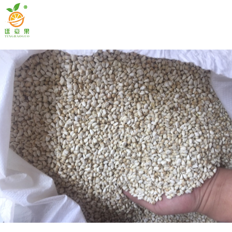 廷豪果 矮一串红花籽 一串红花种子 500粒/包