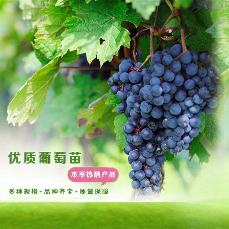 葡萄苗南方种植树苗盆栽爬藤庭院阳台当年结果地栽巨峰嫁接苗包邮