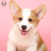 麦比佳柯基犬活体狗狗幼犬纯种双血统级短腿小柯基双色三色公母可选包健康柯基狗小型宠物狗 空运直达视频挑选