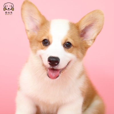 麦比佳柯基犬活体狗狗幼犬纯种双血统级短腿小柯基双色三色公母可选包健康柯基狗小型宠物狗 空运直达视频挑选