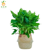 廷豪果 精品万年青 50cm /盆