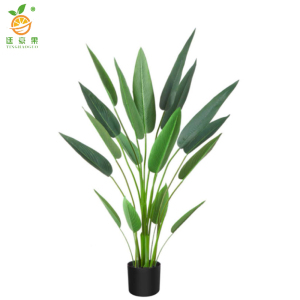 廷豪果 直板美人 1.8米 /棵