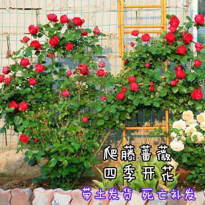 四季爬藤本月季蔷薇花苗树桩开花大苗阳台盆栽植物庭院耐寒包邮