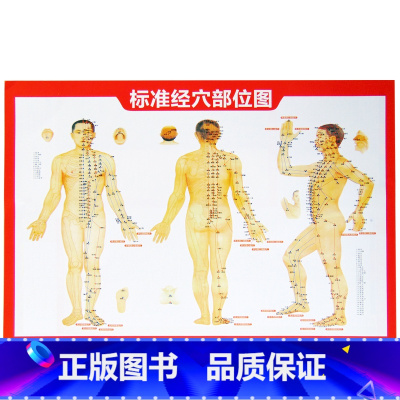 穴位图(赠品)送 不用拍 [正版]全套21册 中医传世经典养生系列土单方祖传秘方名老中医实用中医小方人体经络中医方剂