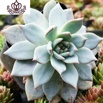 多肉植物广寒宫价格 多肉植物广寒宫最新报价 多肉植物广寒宫多少钱 苏宁易购