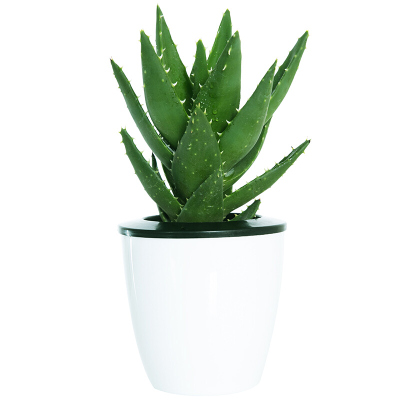 9.9元包邮 漫步雨季 小芦荟 懒人盆栽 2盆装