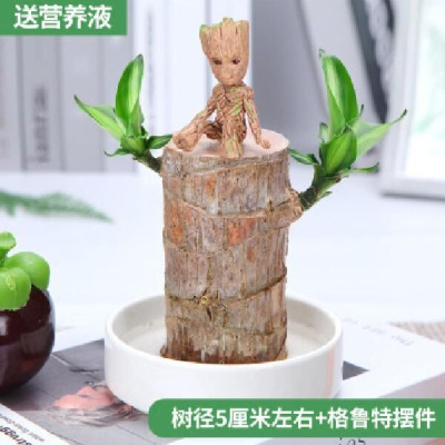 古达网红巴西木水养绿植室内盆栽花卉幸运木格鲁特办公室桌面水培植物直径4-5厘米+格鲁特（送营养液）含盆