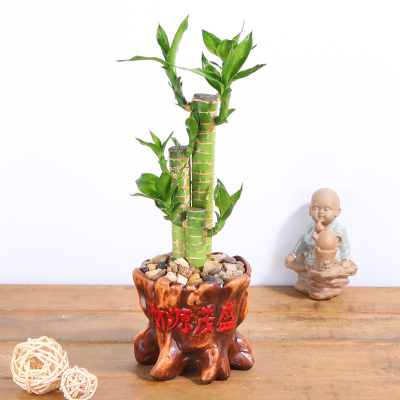 发财树盆栽花卉栀子花植物家居客厅办公室内绿植小盆景-财源茂盛--富贵竹步步高红陶-