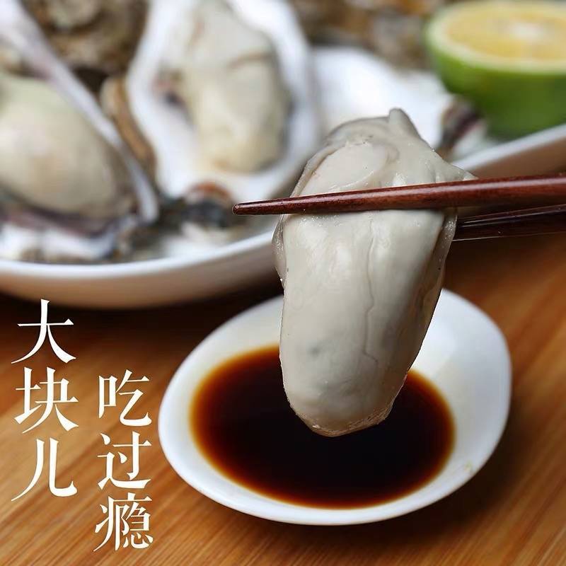 现捞鲜活生蚝新鲜乳山牡蛎带壳大海蛎子海鲜水产贝类 试吃装3斤(25只