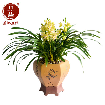 兰花苗带花苞企黑墨兰建兰叶绿植花卉盆栽绿植物连体香兰春兰