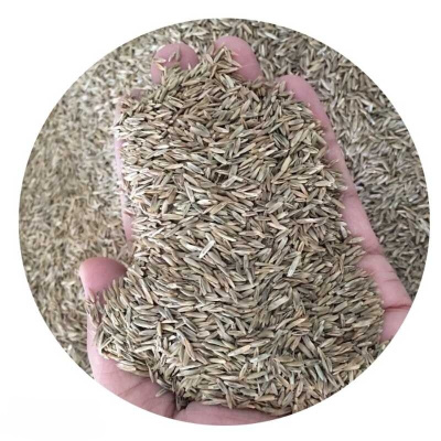 诚智旺 剪股颖草籽 净籽/千克