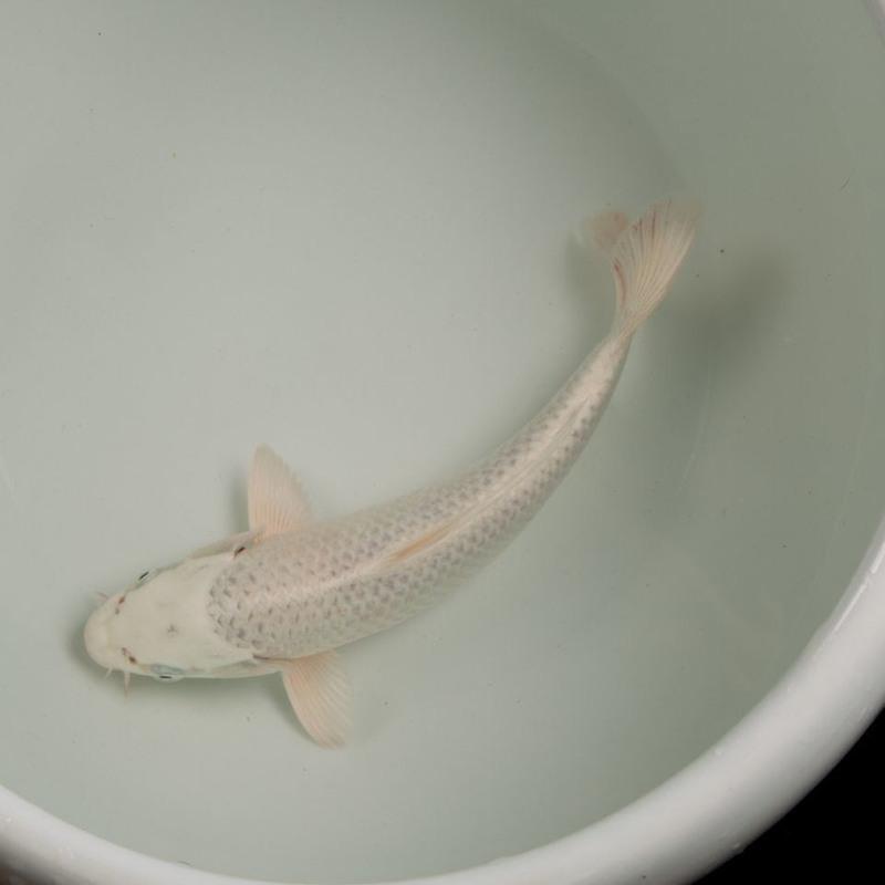 冷水锦鲤黑金白金黄锦龙凤招财黑鱼金鱼活体直销批发镇宅 白锦鲤11