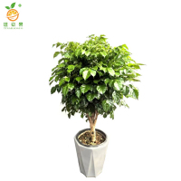 廷豪果 幸福树盆栽 1.2米高 /盆