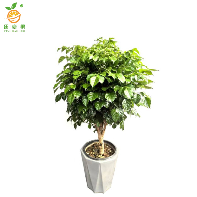 廷豪果 幸福树盆栽 1.2米高 /盆