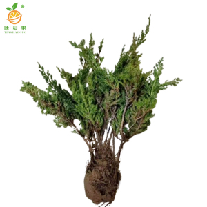 廷豪果 沙地柏 高50-60cm100棵 /捆