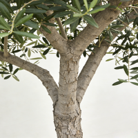 诚智旺 枣树 直径11cm/棵