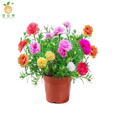 廷豪果 太阳花 盆栽 /盆