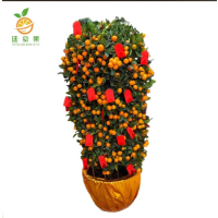 廷豪果 年桔盆栽 大果高2.5米 /棵