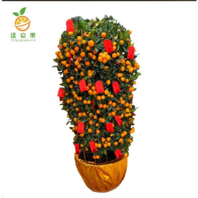 廷豪果 年桔盆栽 大果高2.5米 /棵