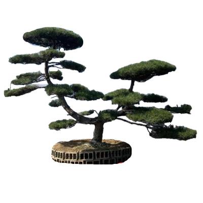 诚智旺 造型松 美观造型/棵